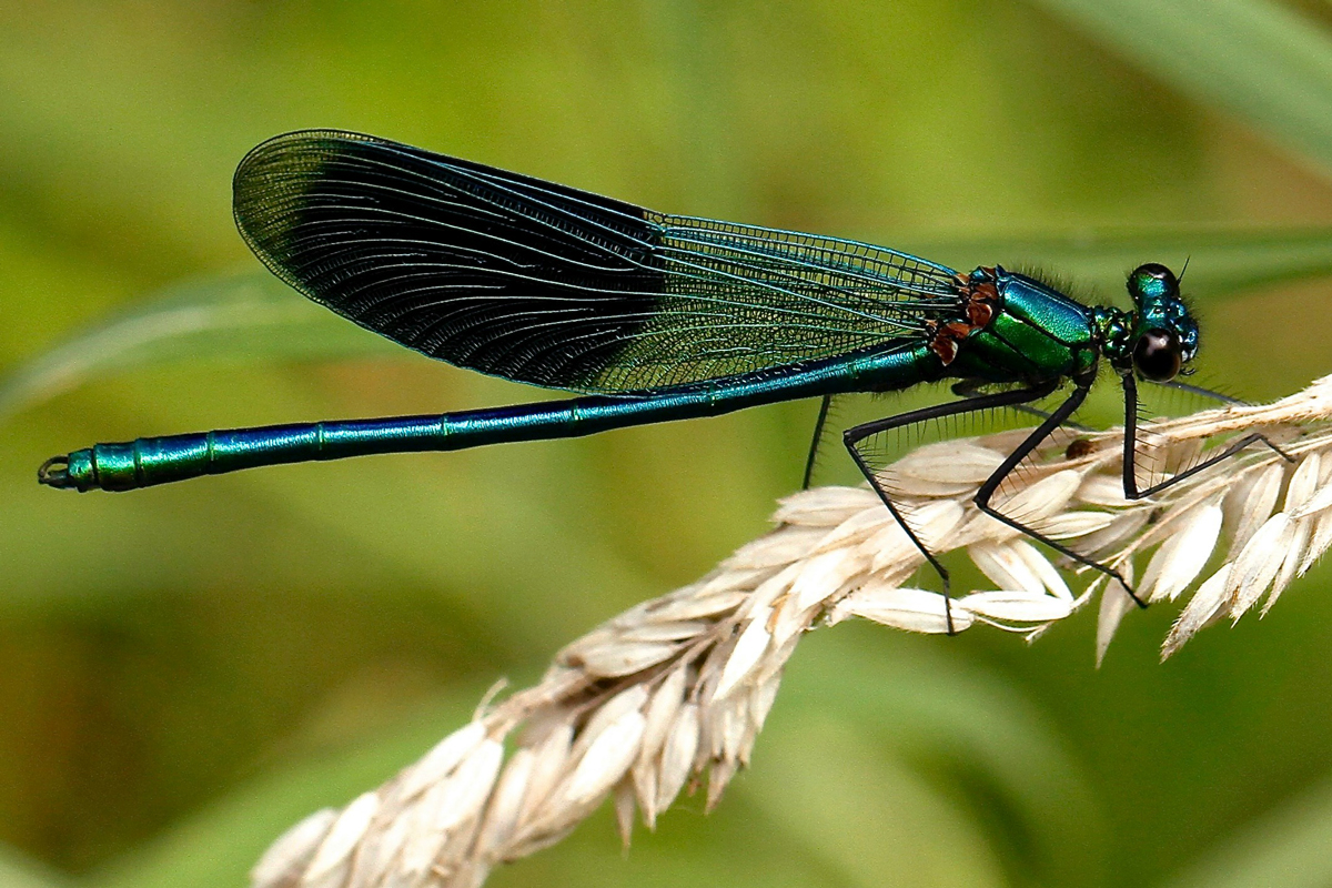 Dragonfly perched on a wheat stalk