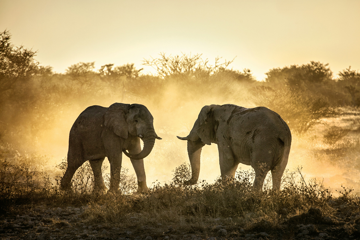 Two elephants standing facing each other