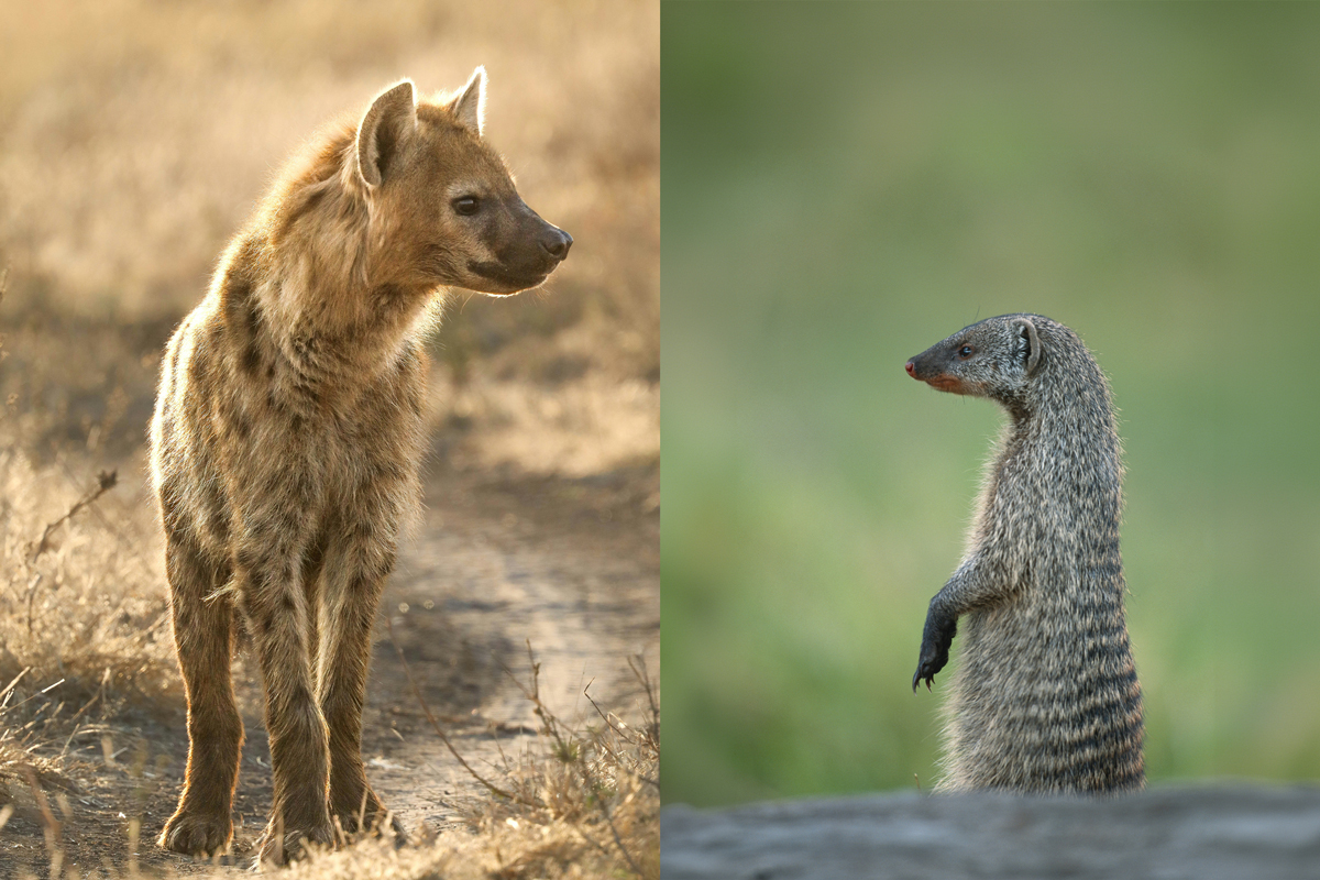 Two separate pictures of a hyena and a mongoose