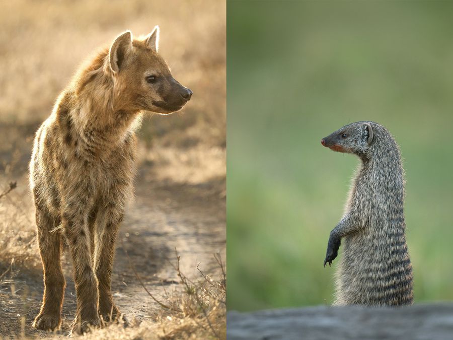 Animal Pairs You’d Be Shocked Are Related