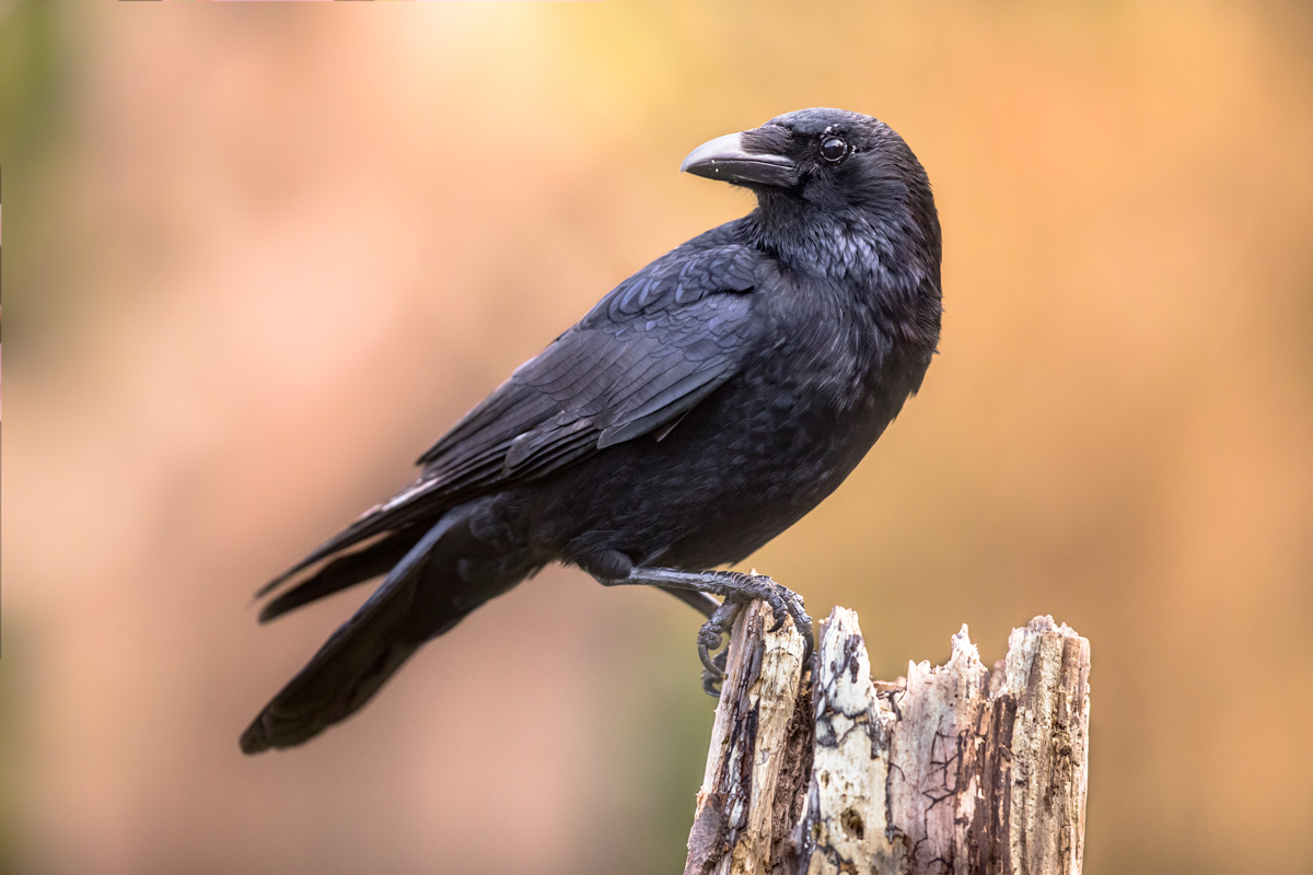 Bird perched on a broken branch