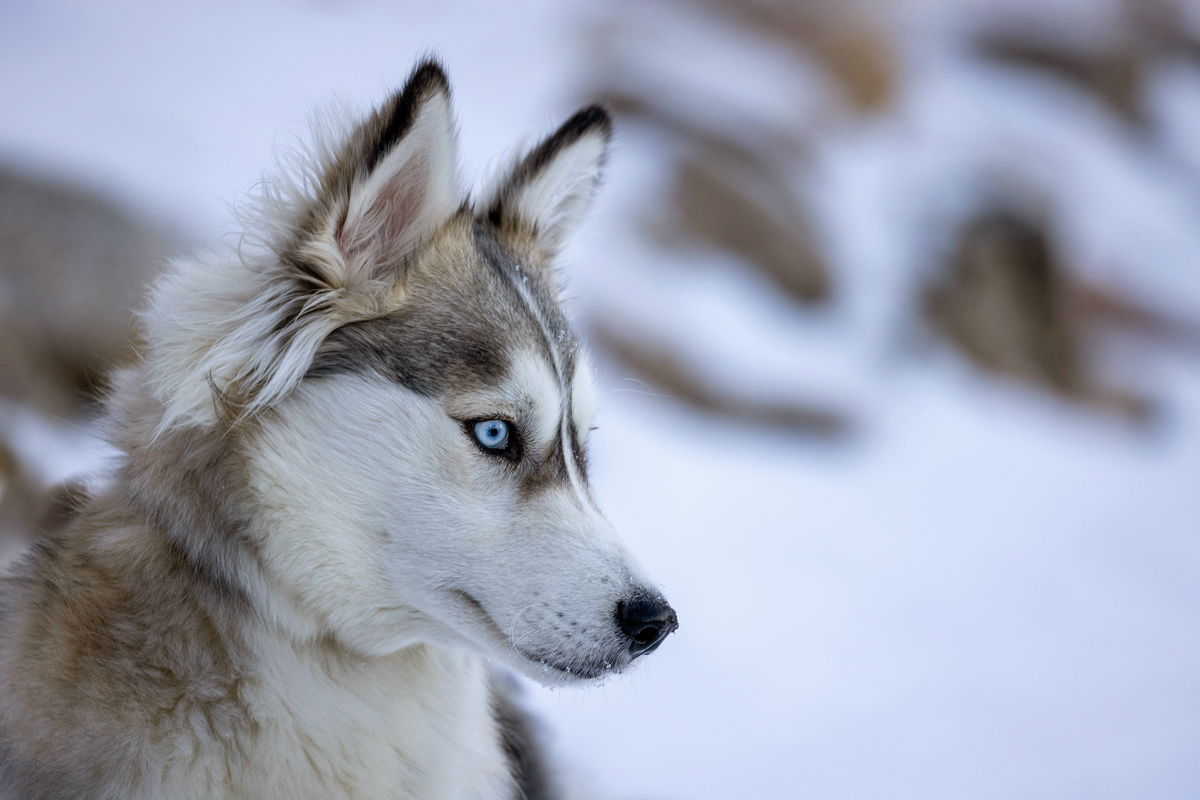 Husky dog outside in snowy weather