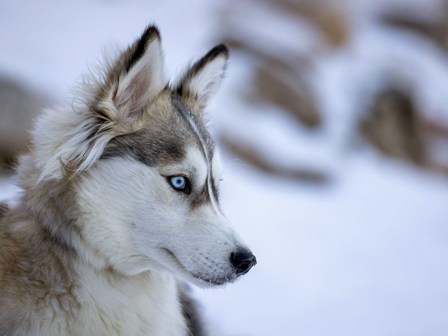 Can Animals Get Frostbite?