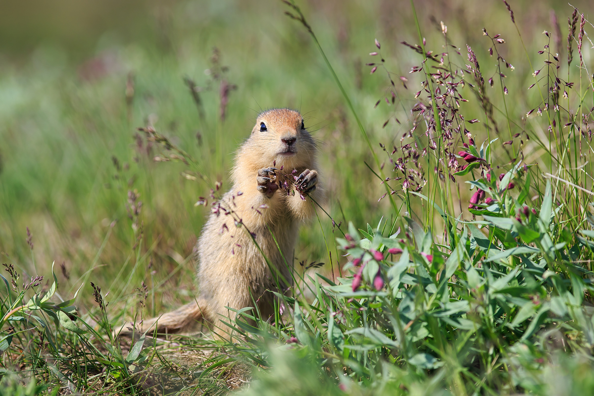 Arctic ground squirrel standing upright