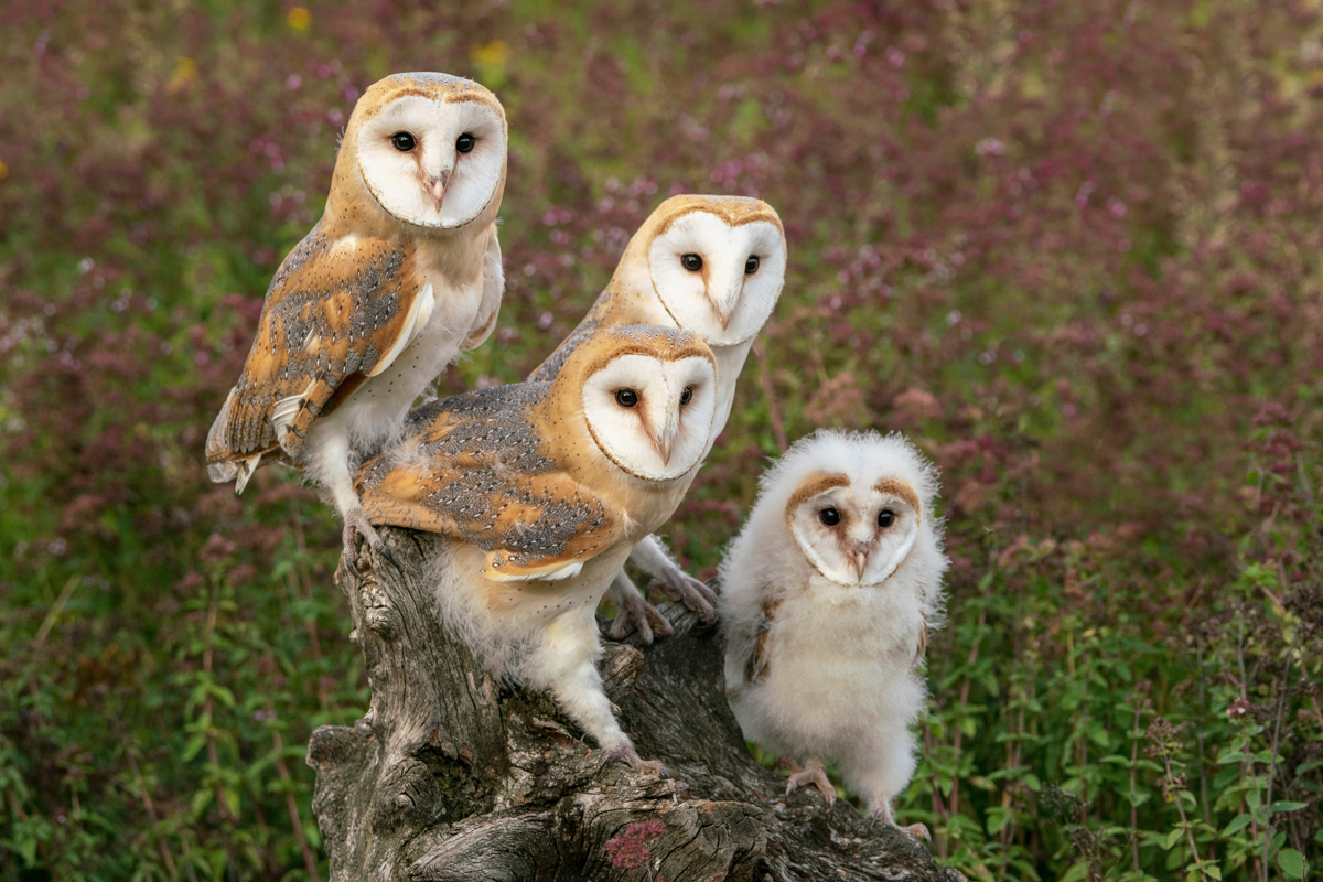 Parliament of owls perched on a tree stump