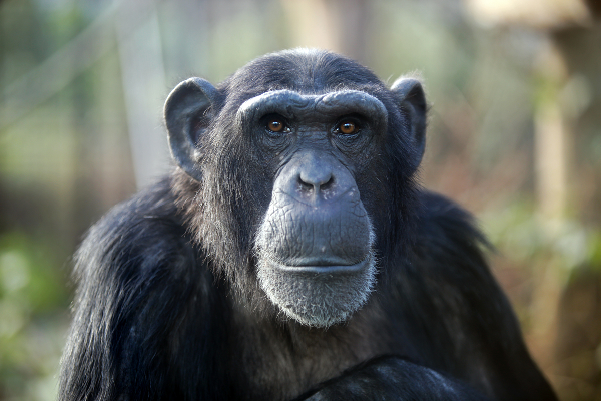 Chimpanzee staring directly into the camera