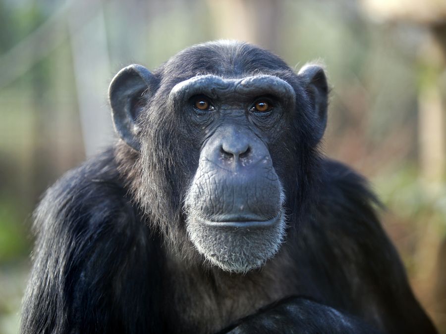 5 Animals That Hold Grudges