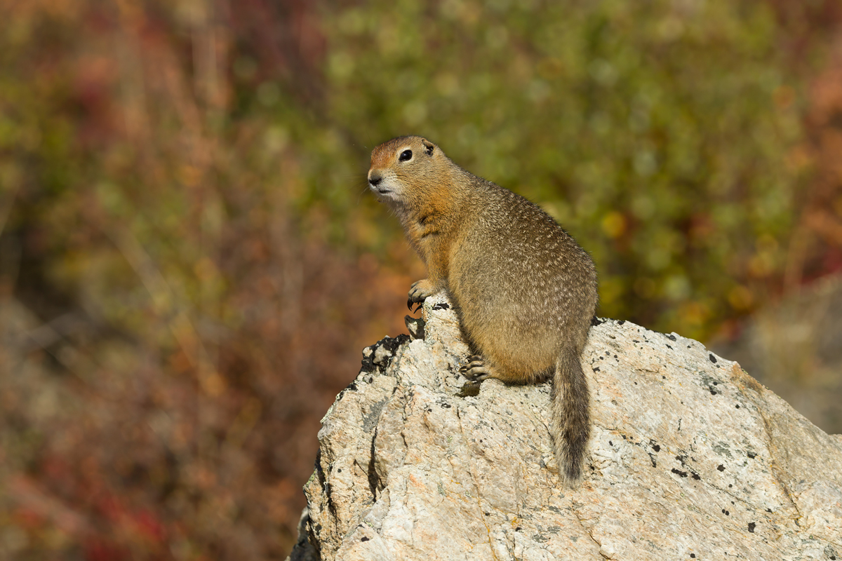 Arctic ground squirrel perched on a rock