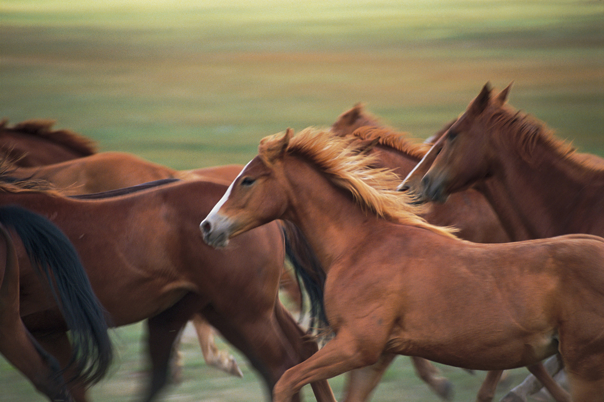 Herd of horses running