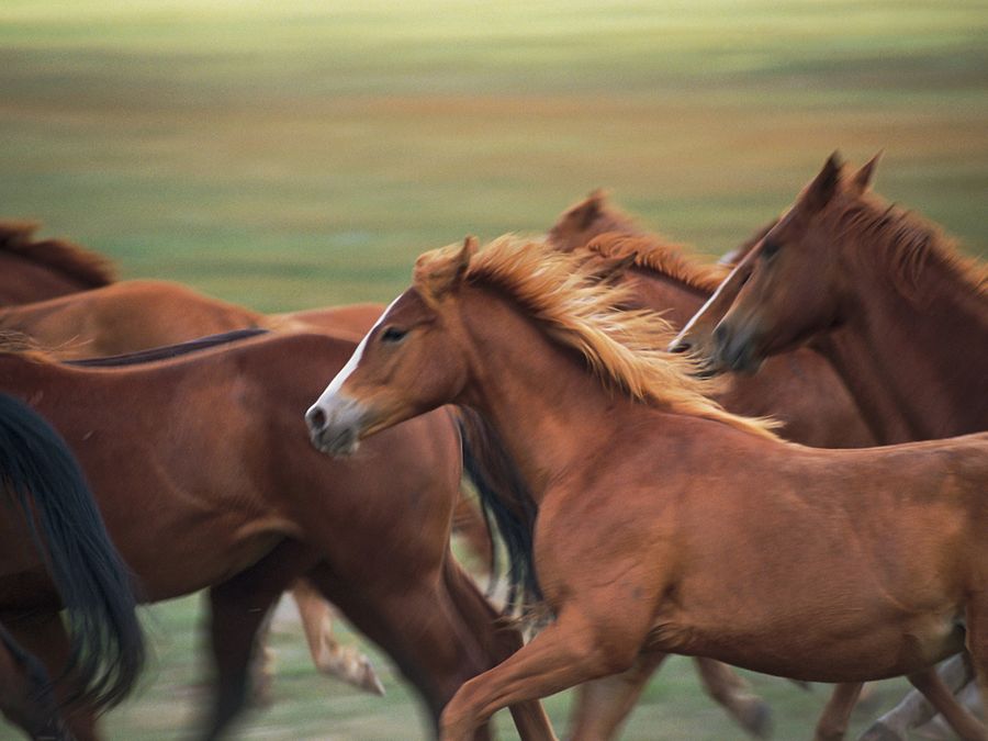How Is Your Horse Feeling?