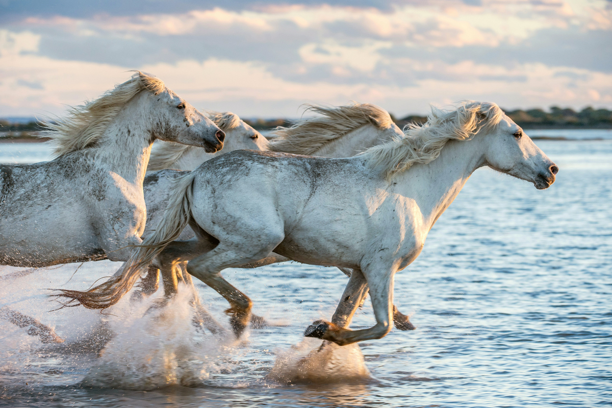 Horses galloping through water
