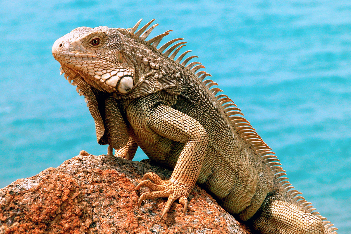 Iguana perched on rock in front of body of water