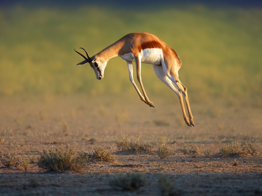5 Animals That Can Outjump NBA Players