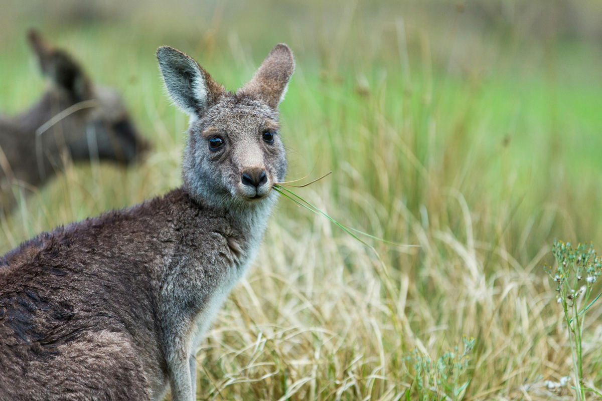 Kangaroo in a field staring into the camera
