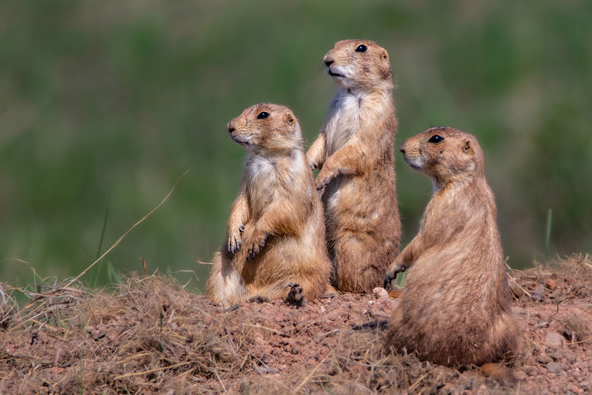Trio of prairie dogs