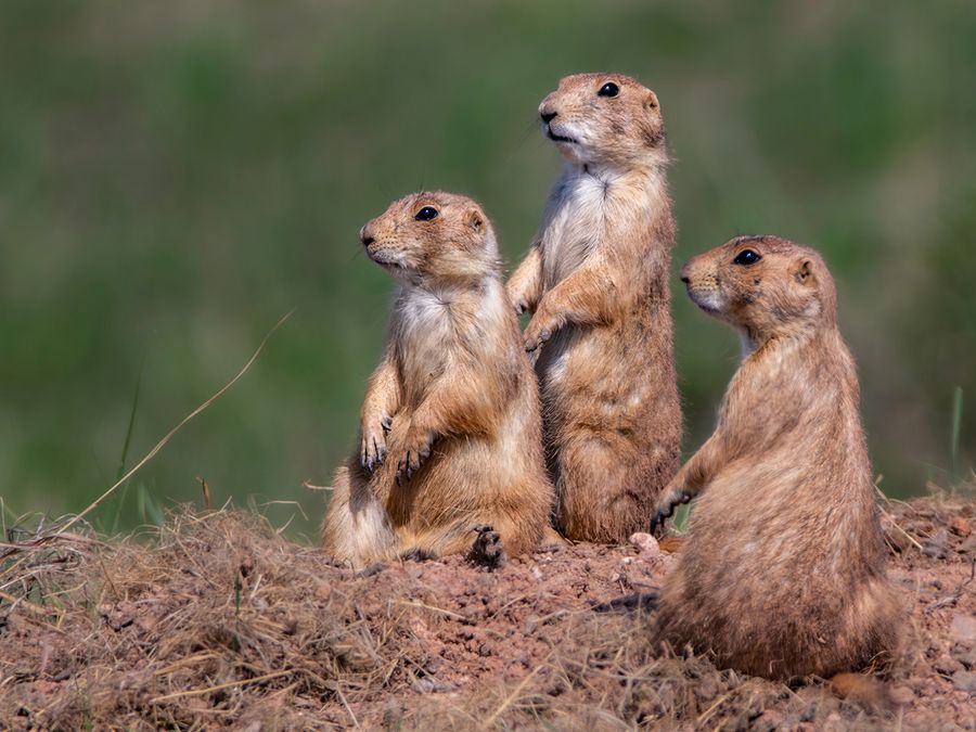 How Do Animals Keep Their Homes Cool?