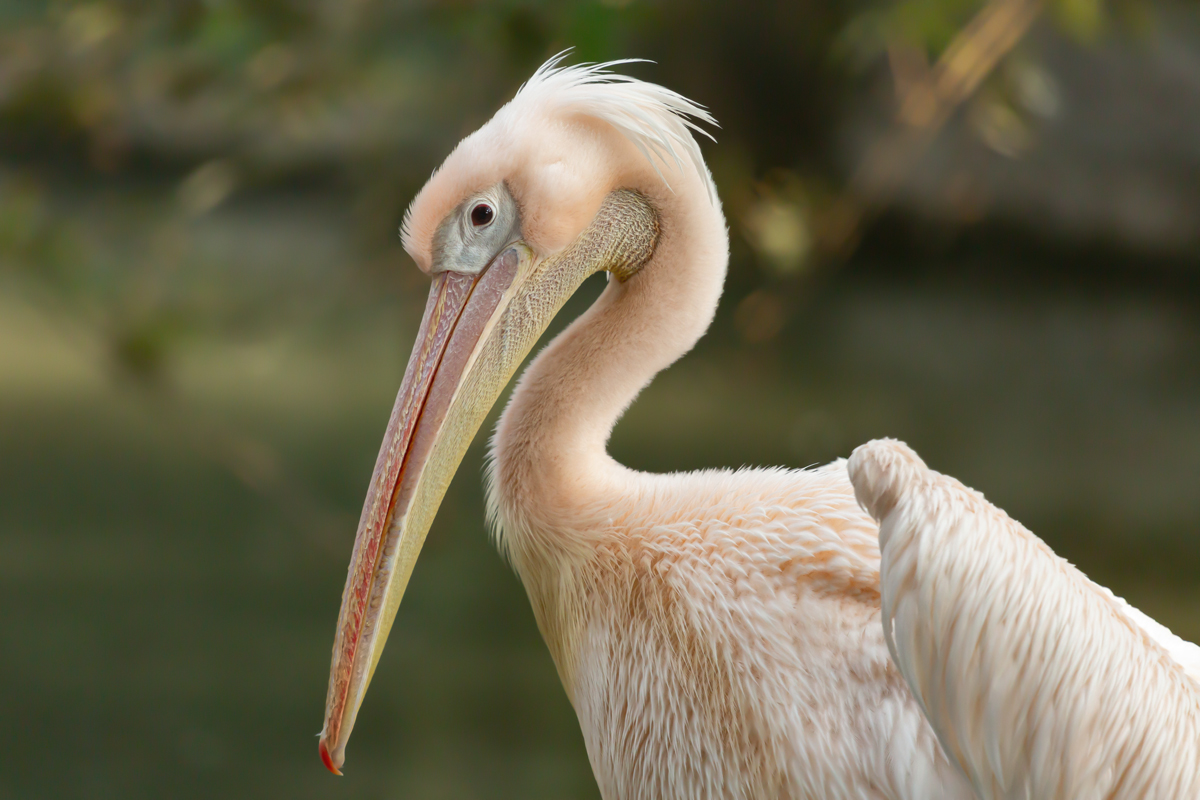 Side profile of pelican