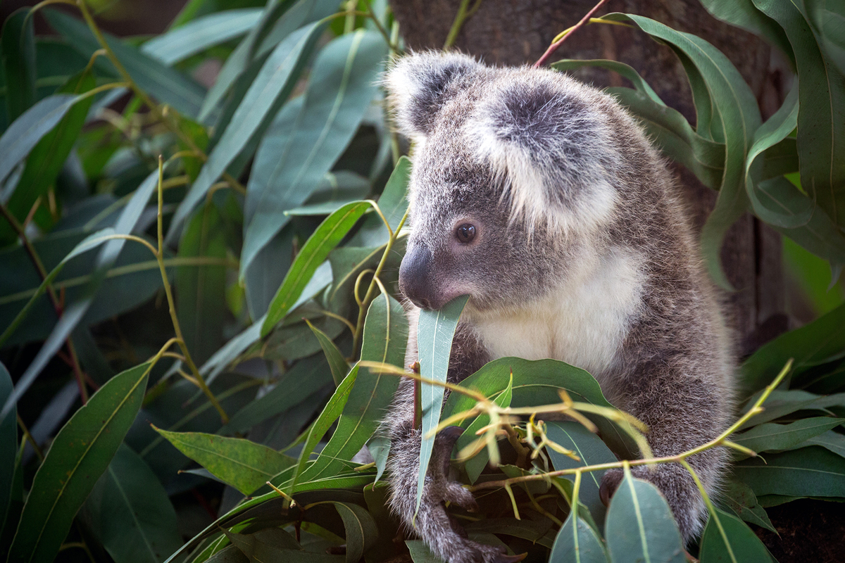 Koala eating eucalyptus leaves