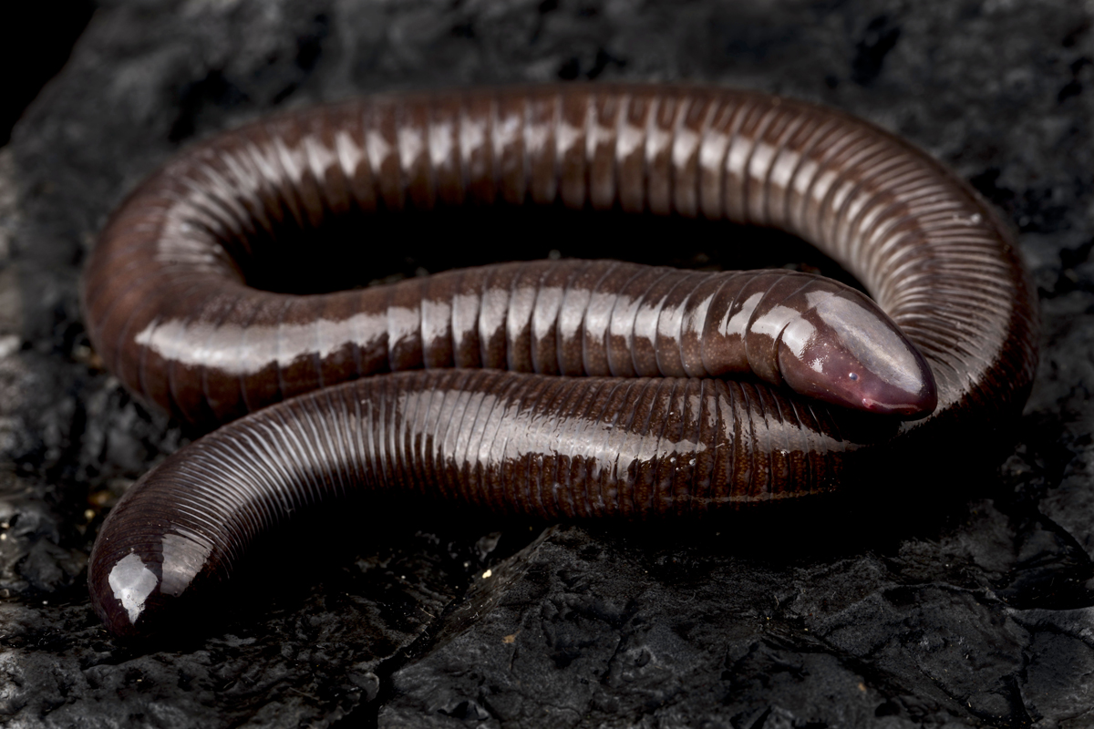 Caecilian curled up on dirt