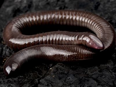 4 Animals That Used To Have Legs But Don’t Now