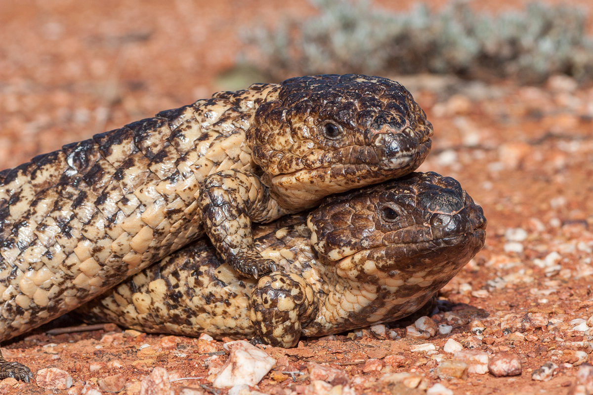Pair of shingleback skinks