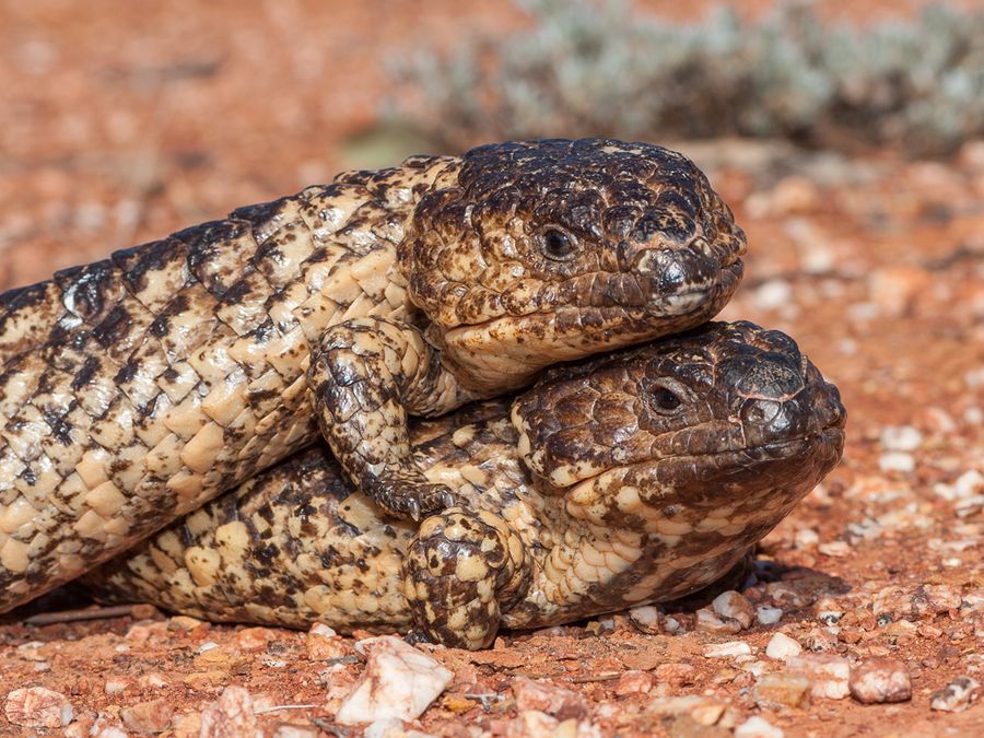 6 Animals That Stay Together for Life