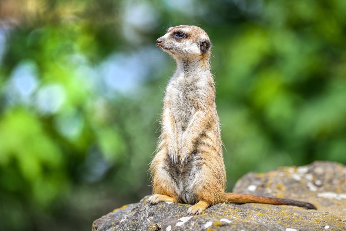 Meerkat sitting upright on a rock