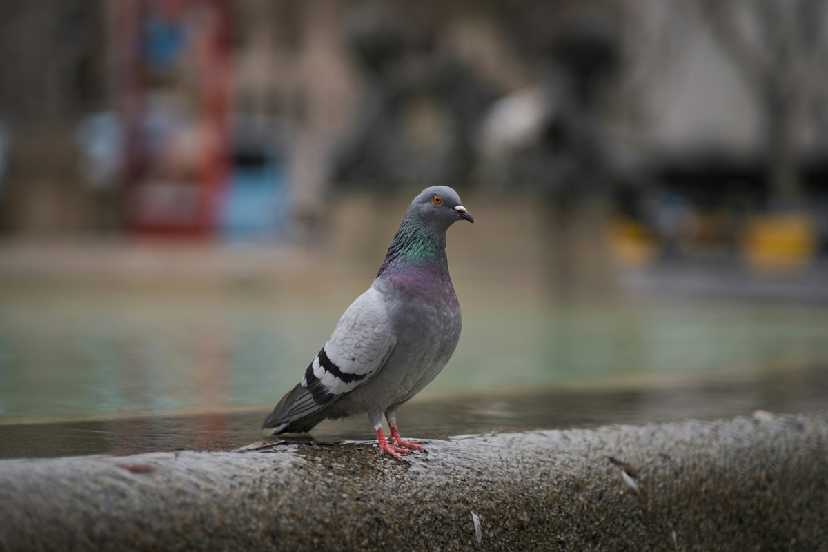 Pigeon perched on a branch