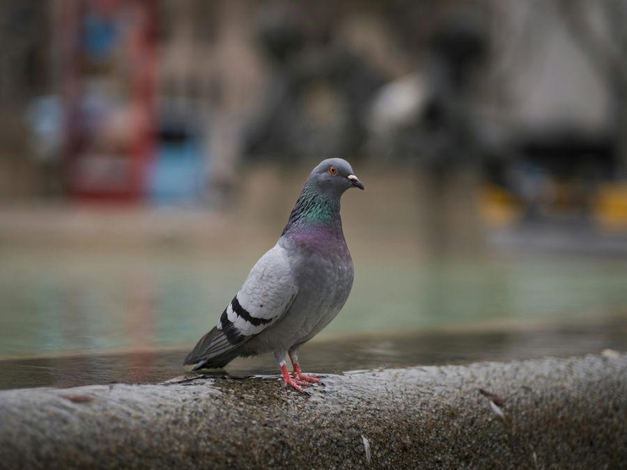 5 Animals With Built-In GPS Systems