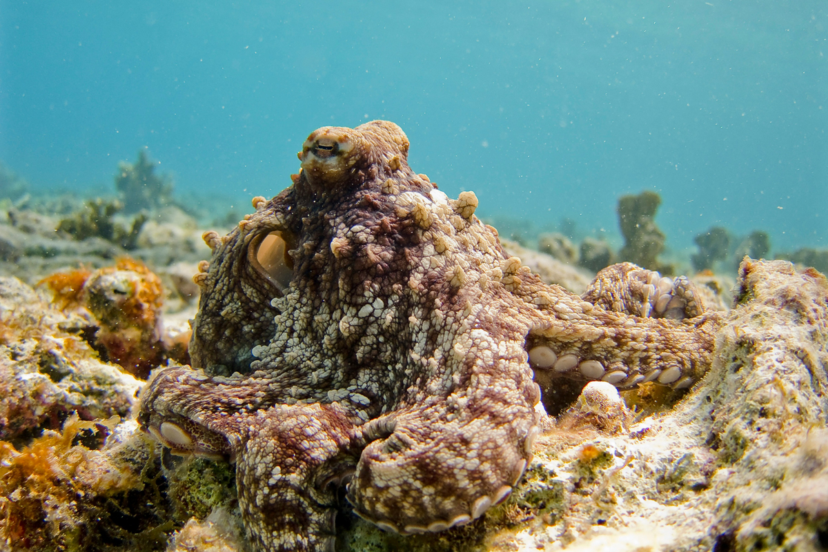 Octopus resting on ocean floor