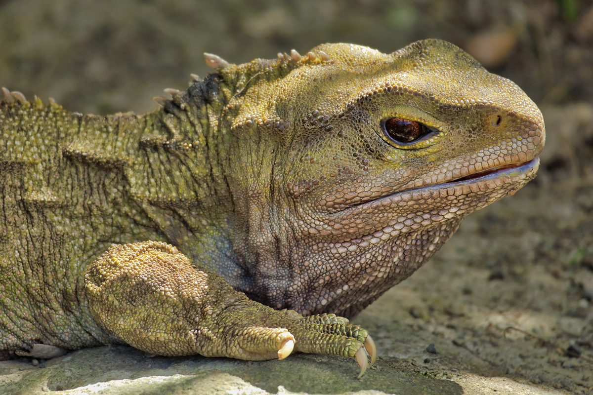 Close-up of a tuatara