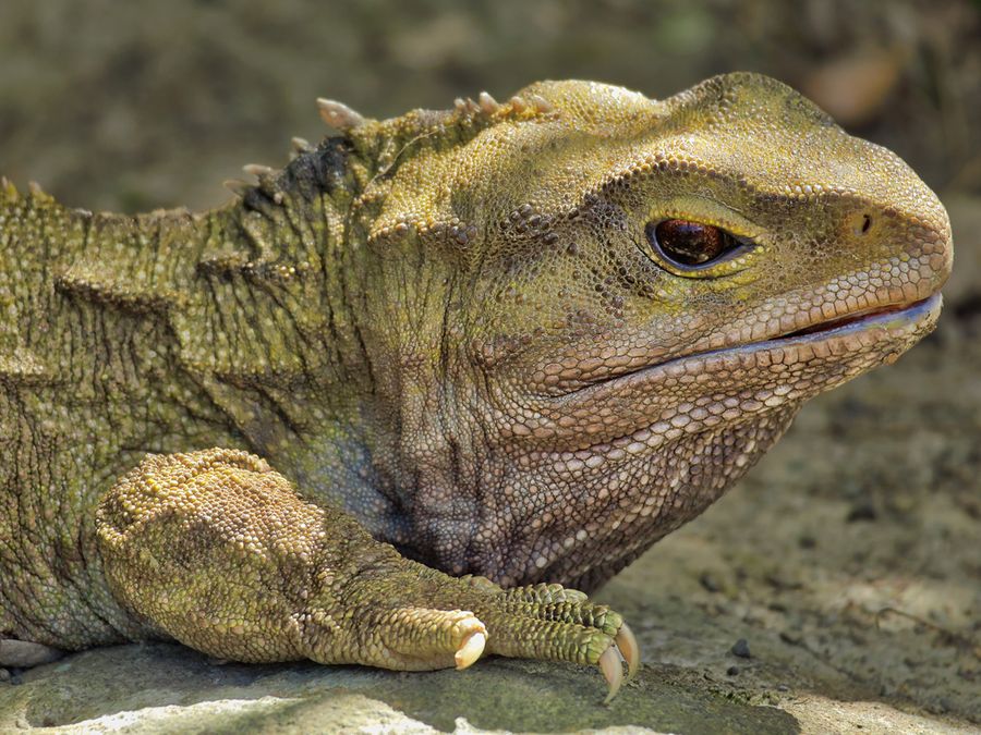 The 5 Oldest Animal Species That Still Exist