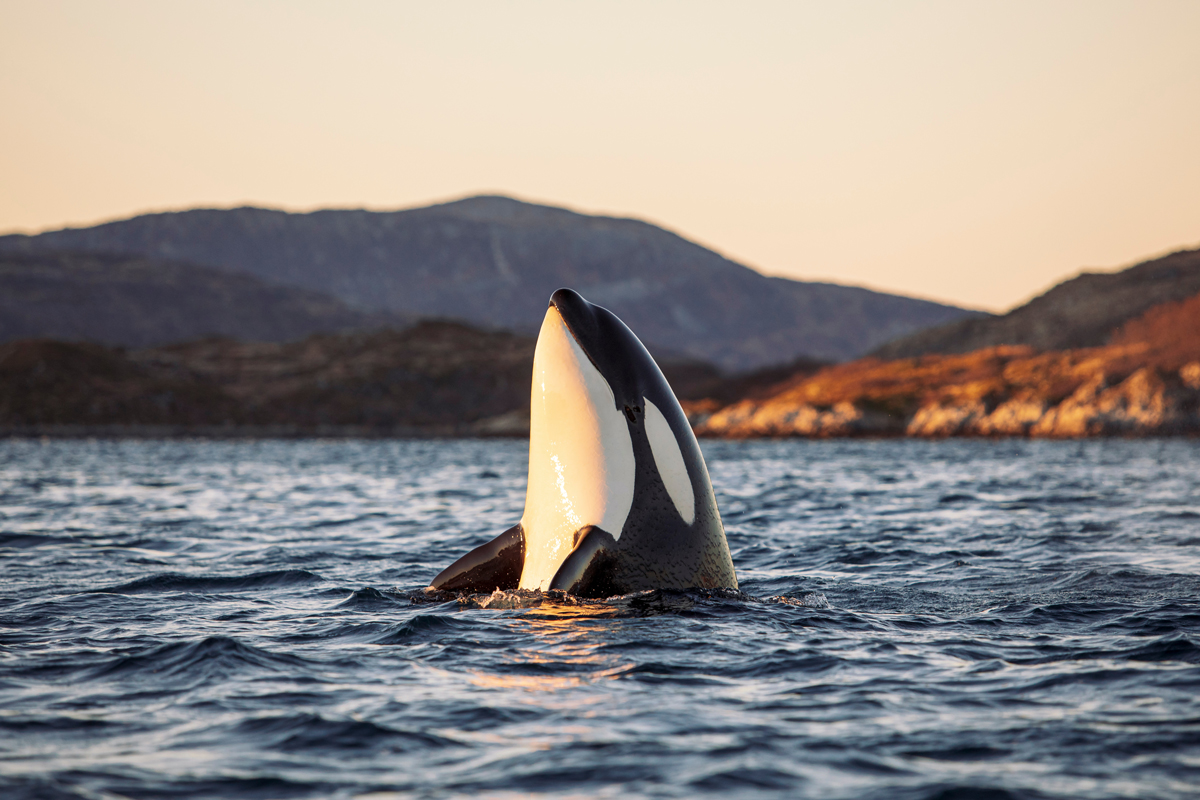Orca breaching the ocean's surface