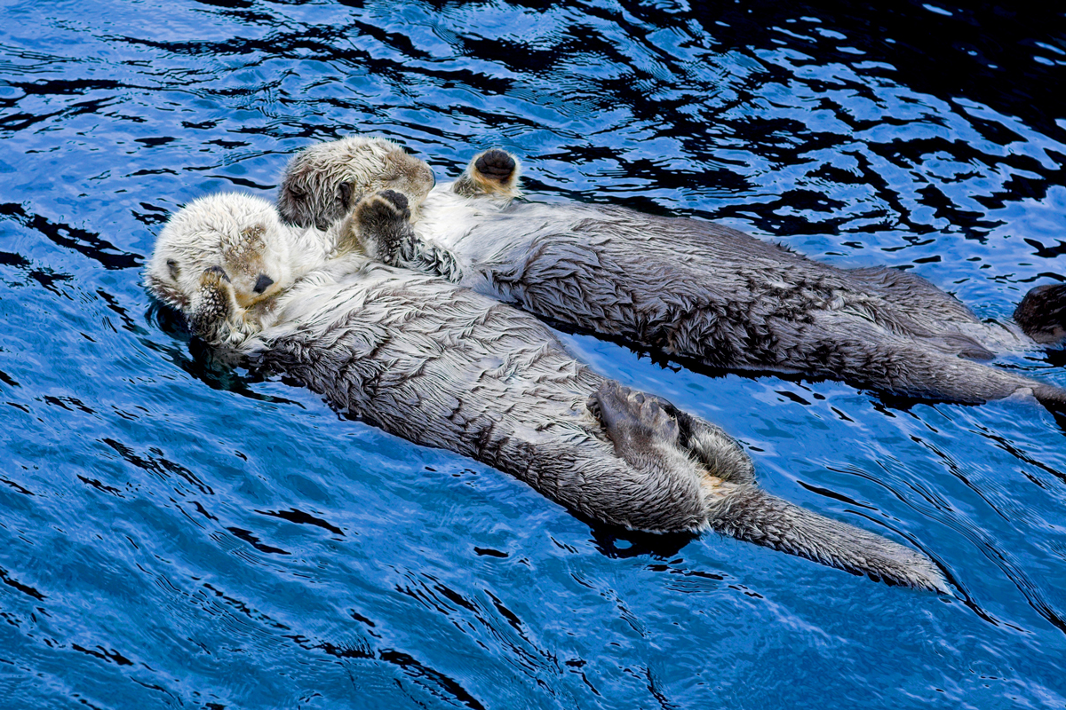Otters holding hands and floating on their backs while sleeping