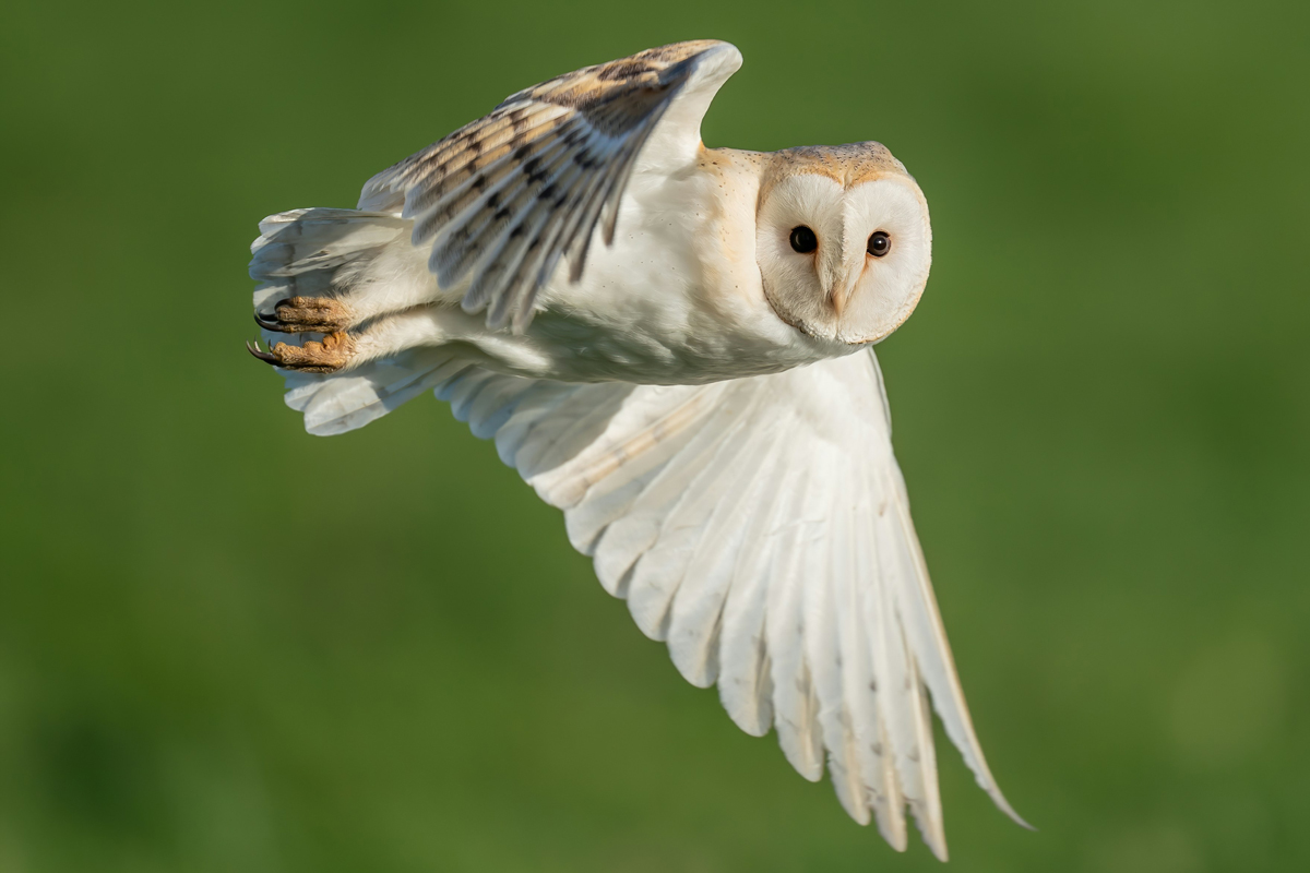 Barn owl in flight