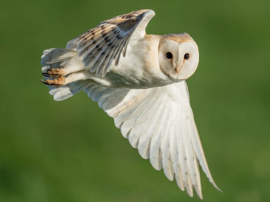 How Wise Are Owls, Really?