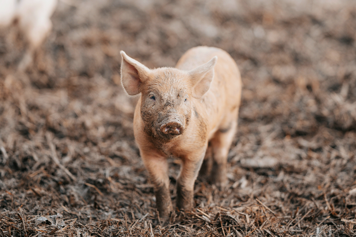 Pig standing on muddy ground