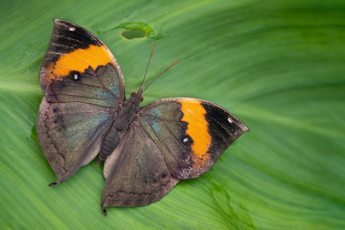Orange oakleaf butterfly with wings splayed open on plant