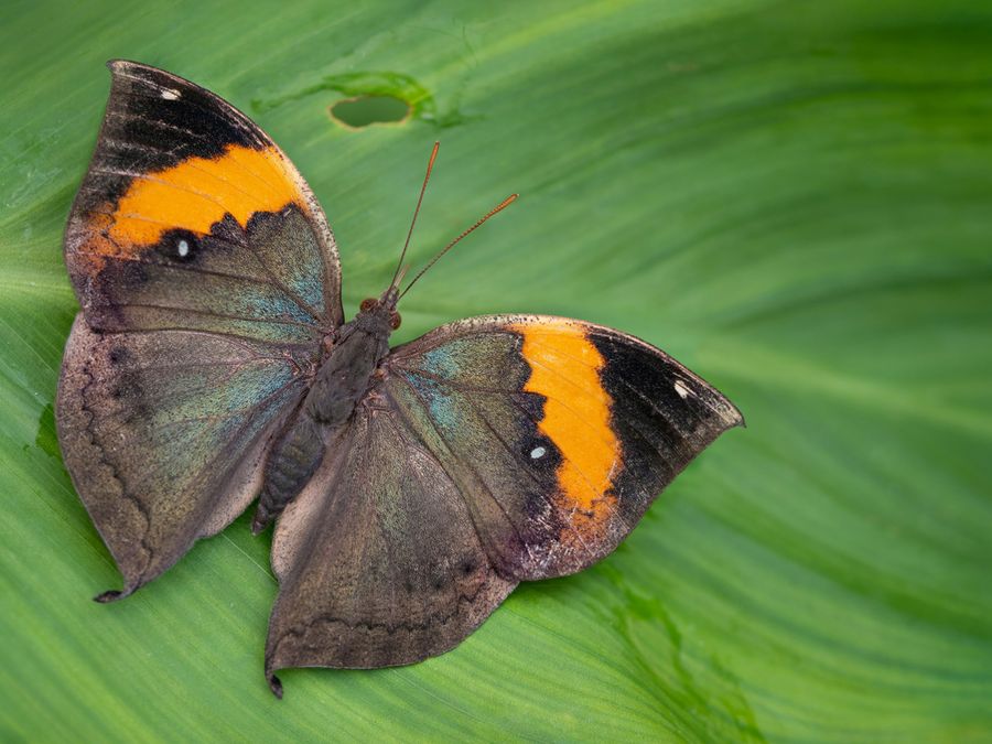 6 Animals That Disguise Themselves as Plants