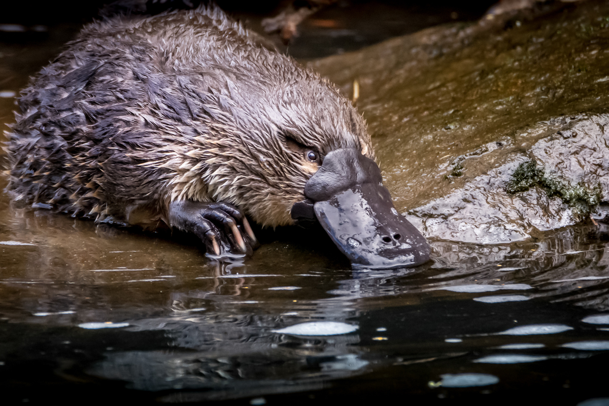 Platypus drinking from stream