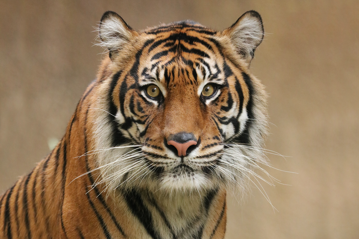 Tiger staring at the camera