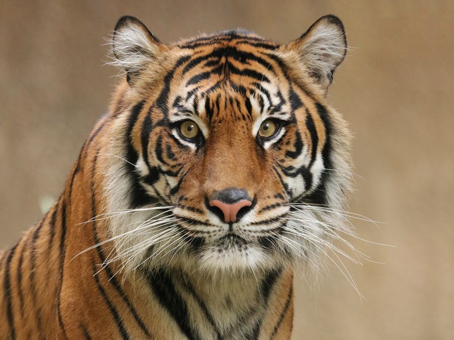 6 Animals That Don’t Have To Worry About Predators