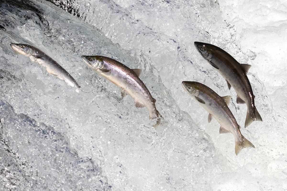 Salmon jumping out of a river