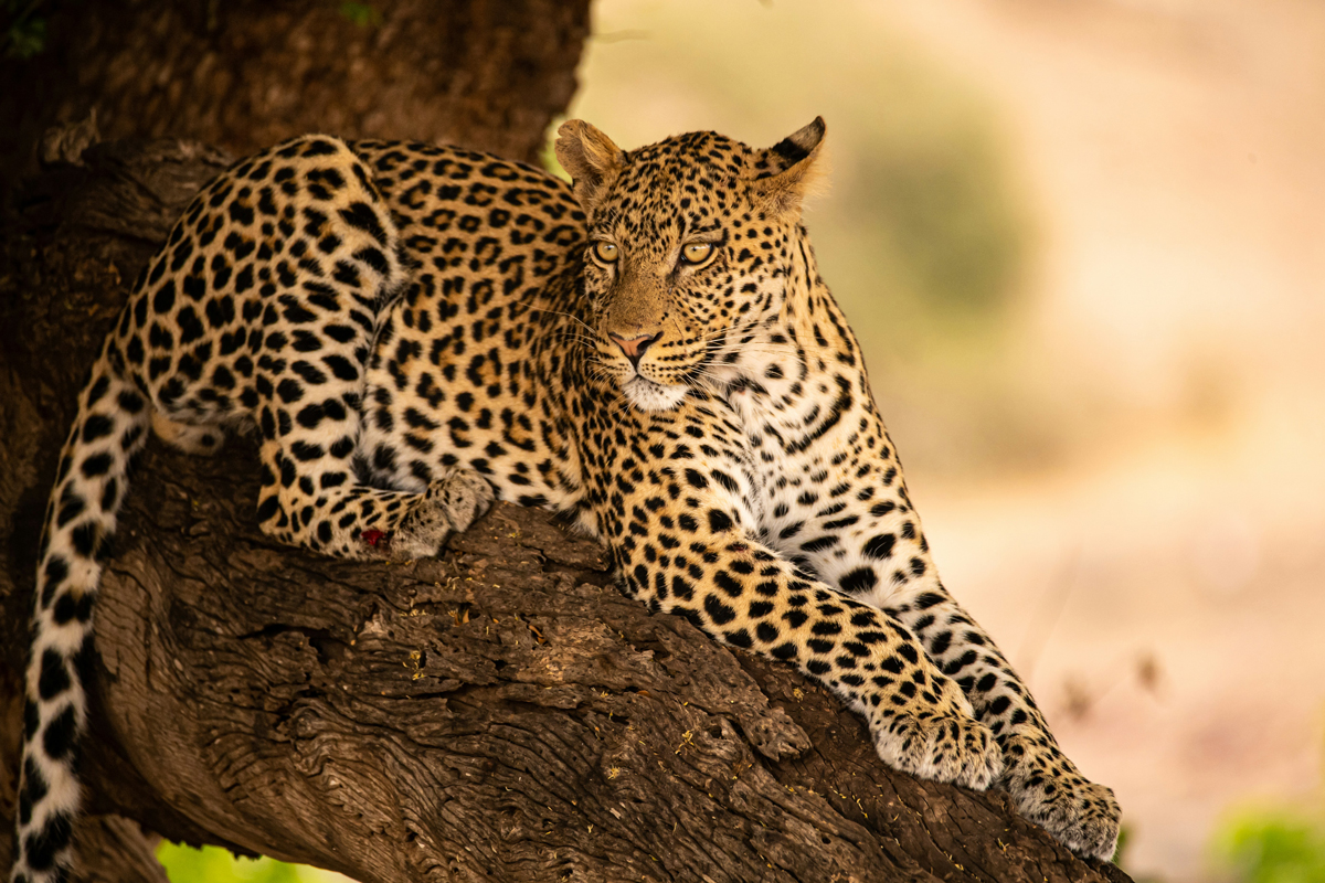 Cheetah lying in a tree
