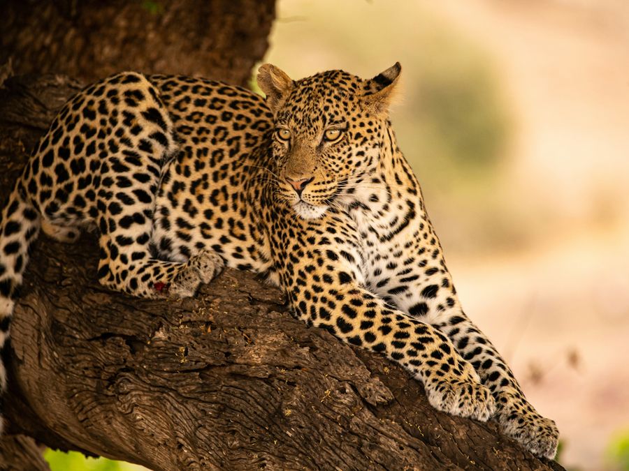 These Animals Can See Things Humans Can’t