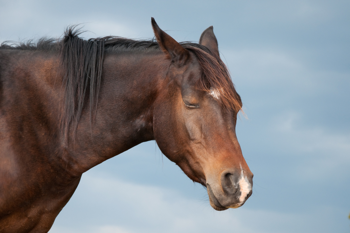 Horse standing with its eyes closed