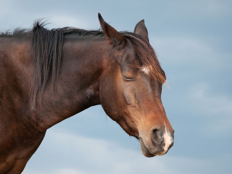 5 Animals With the Strangest Sleep Positions