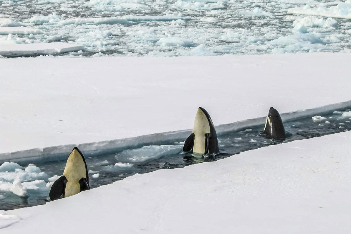Orcas emerging from the ocean between sheets of ice