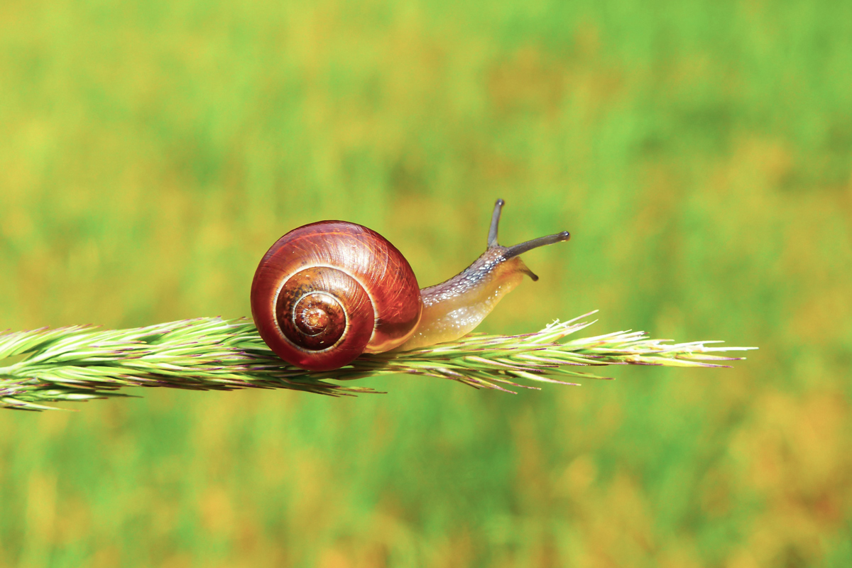 Snail perched on a plant