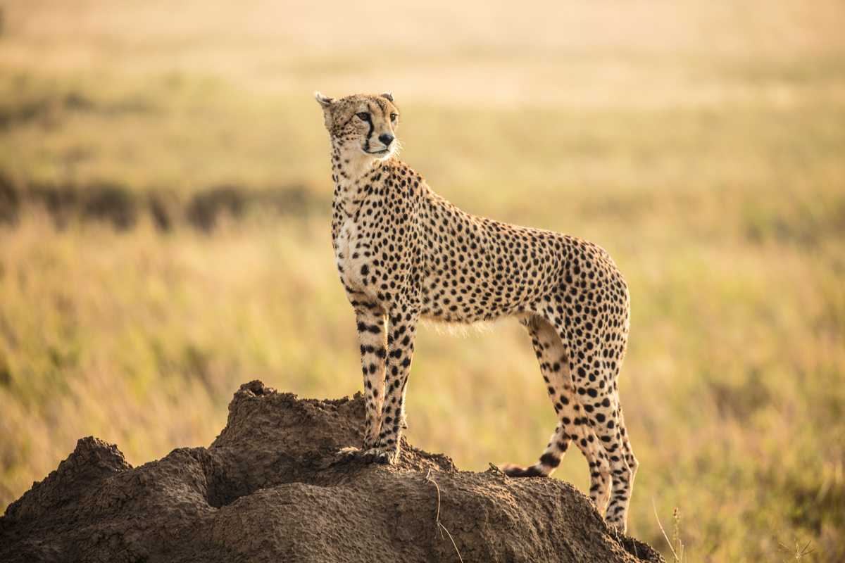 Cheetah standing among grasslands